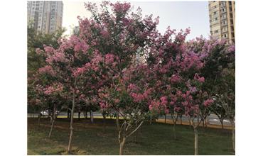 夏秋季節(jié)，錫城首次驚現(xiàn)紫薇花開美景